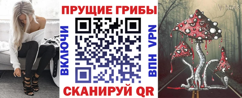Псилоцибиновые грибы Cubensis  Шагонар 